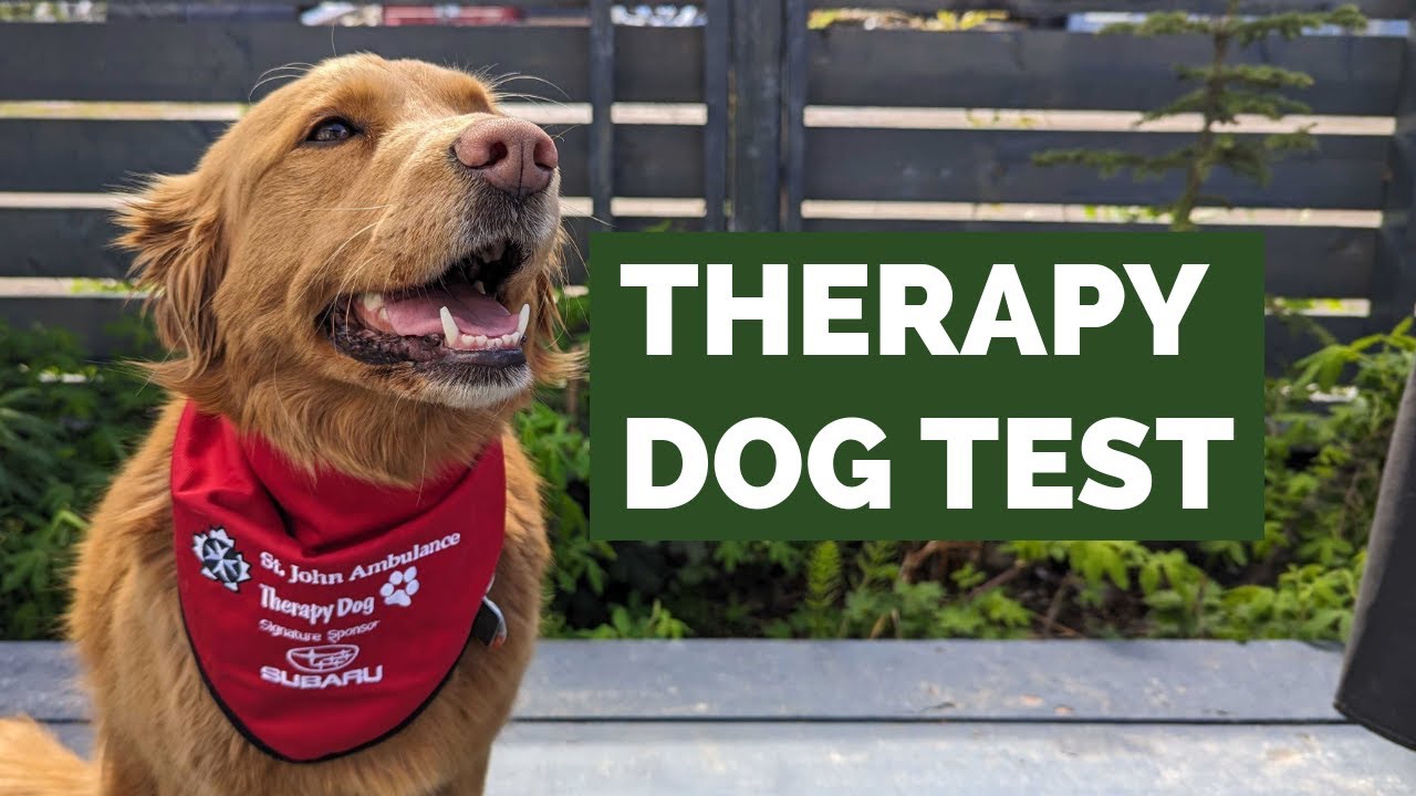 Penny Takes the Therapy Dog Test