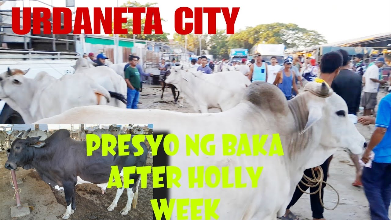 April 07, 2024 Update  Presyo ng Baka sa Urdaneta City Livestock Market in Pangasinan #livestock