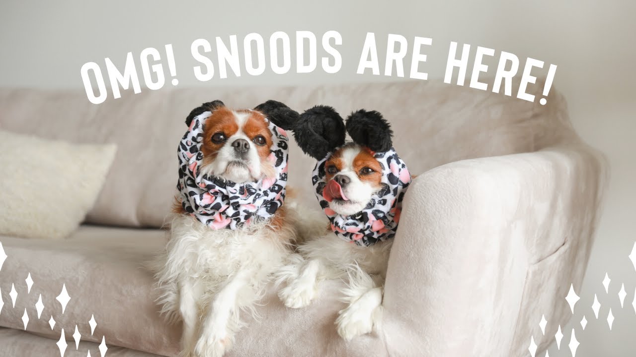 SNOODS ARE HERE! Keep your dog's ears clean during meals!