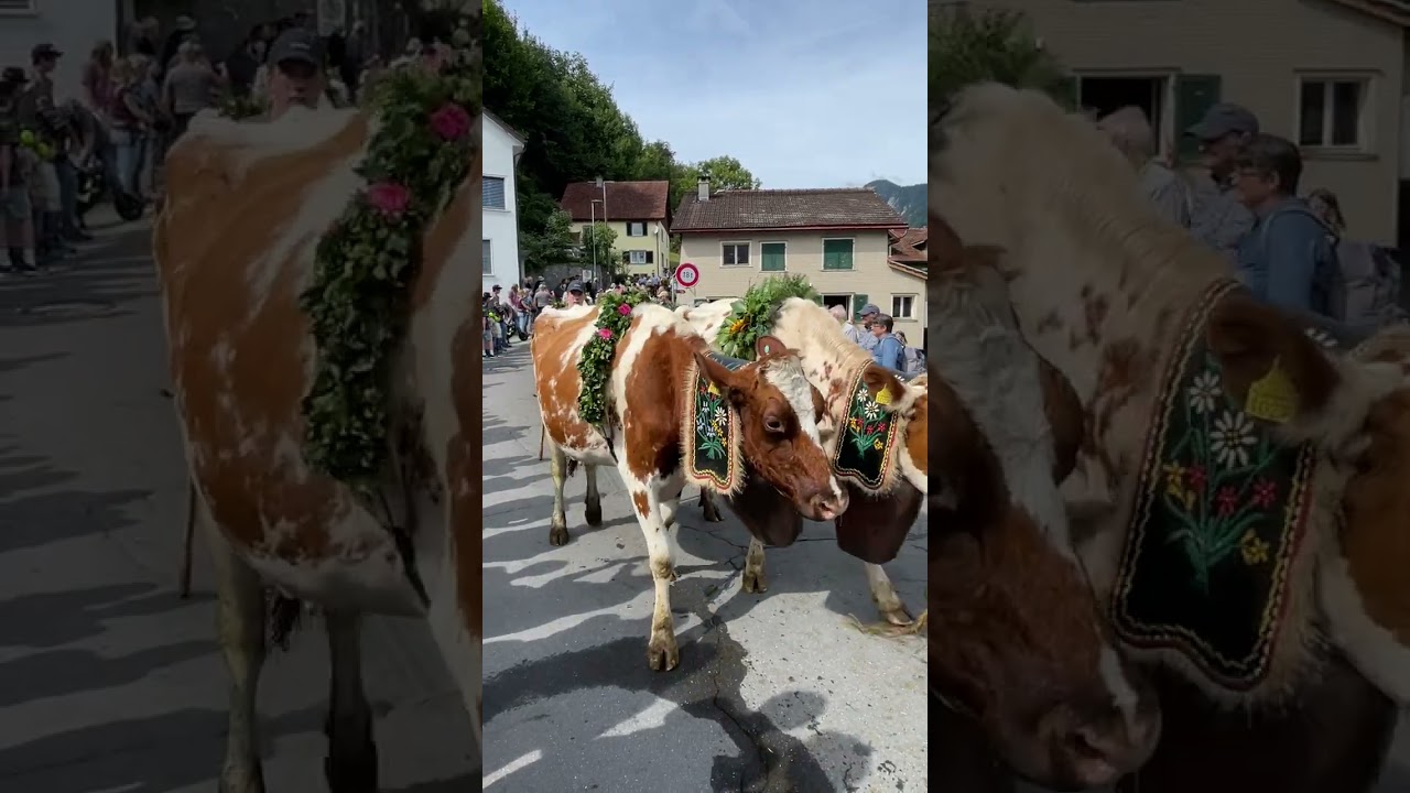 Alpabfahrt Mels 2025 - Alp Mädems