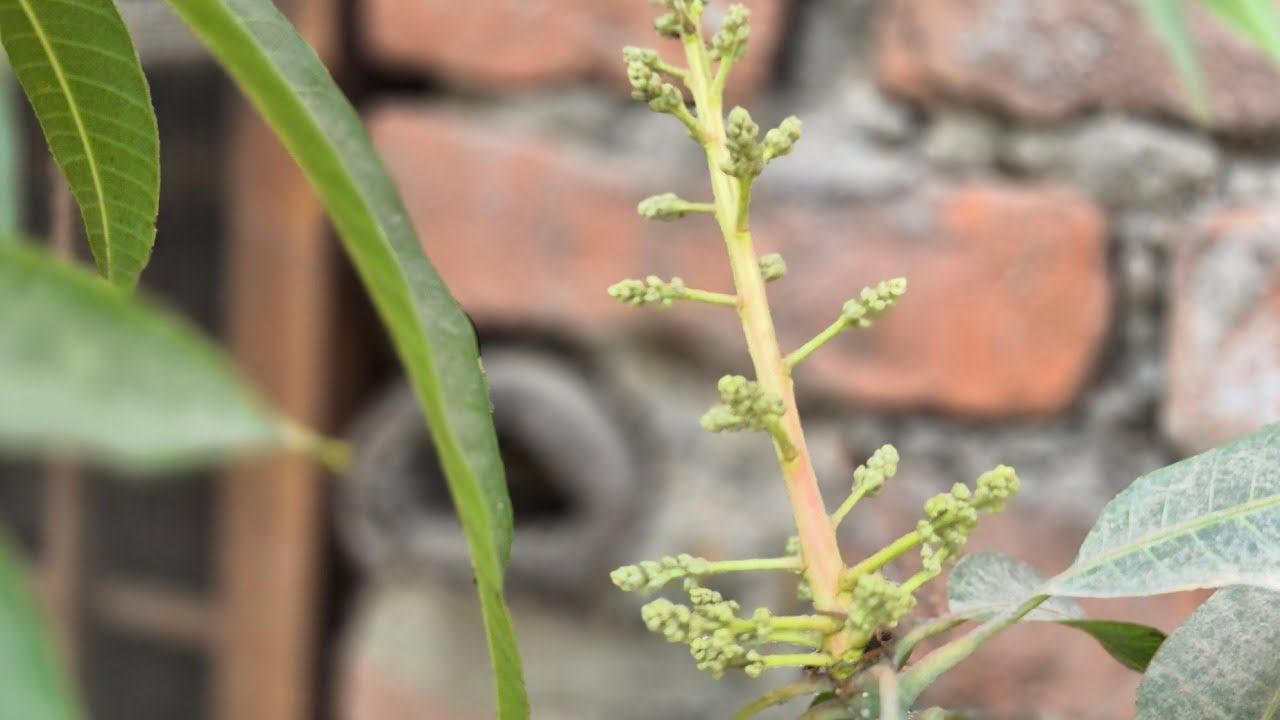 आम में अभी ये काम करना जरूरी है | Mango plant care 