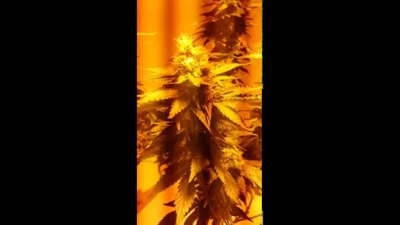 New 1000 watt super hps gg#4,sour d grow room