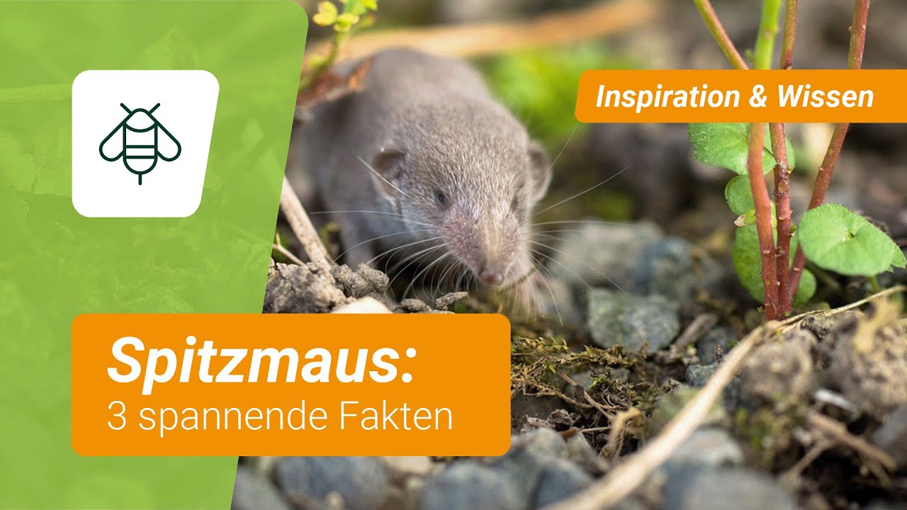 Spitzmaus: 3 Fakten &uuml;ber den langnasigen Gartenhelfer