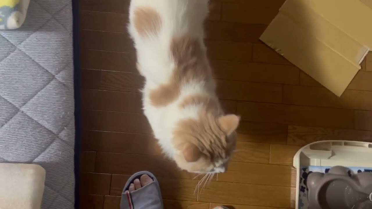 暇なノルウェージャンフォレストキャット　ステラ　へそてん#ノルウェージャンフォレストキャット #cat #猫のいる暮らし 
