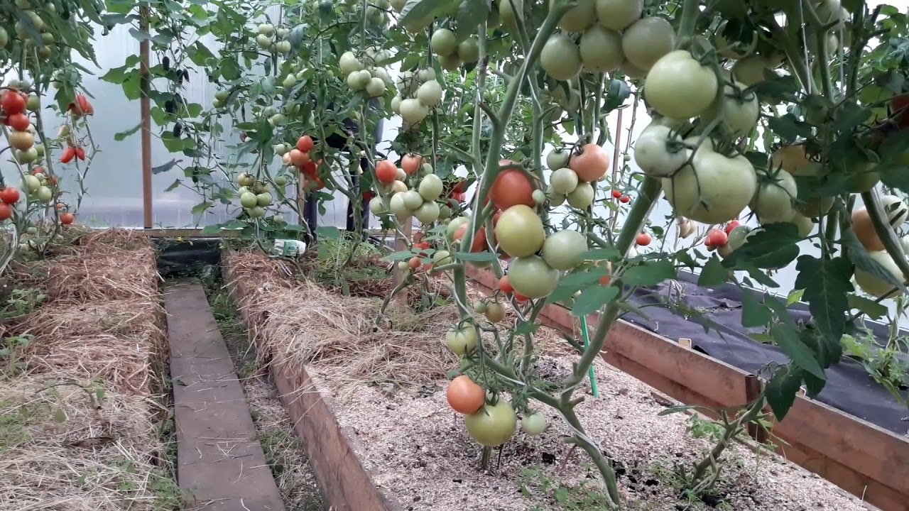 Подведения итогов выращивания томатов в теплице в Сибири 2018. Всё об уходе за томатами.