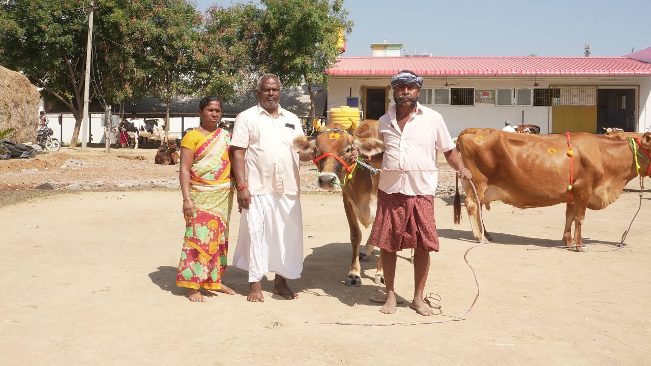 live | 9952975292 | 25 HF&ஜெர்சிமாடு விற்பனைக்கு | HF&Jersey Cow for sales | kalnadaitholan | Jersey