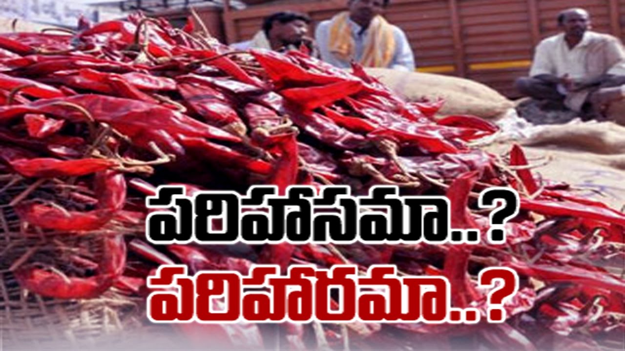Mirchi Farmers Demands hike in Minimum Support Price || Sakshi Special - Watch Exclusive