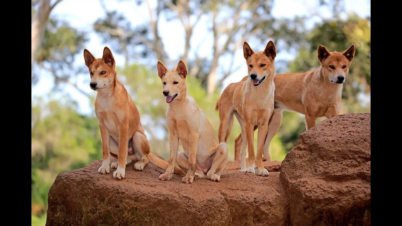 “America’s Wild Dog: Rewilding the American Dingo”