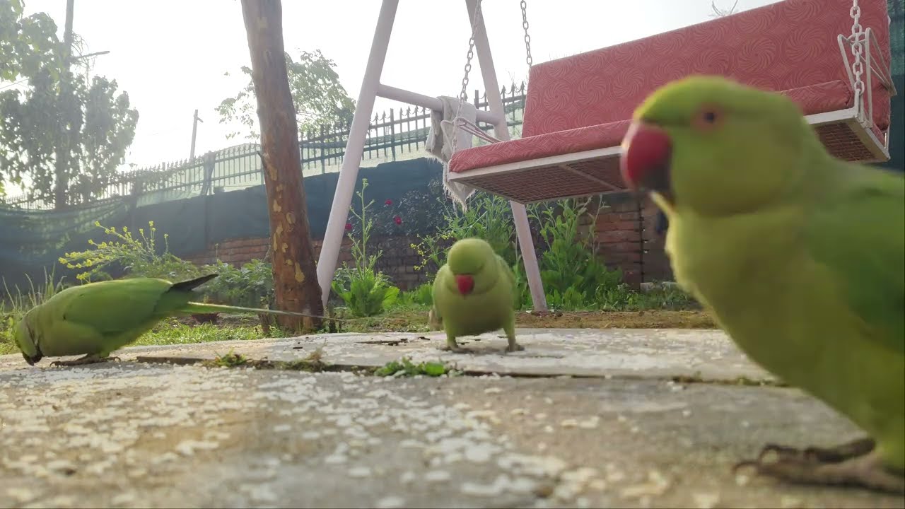 Parrot talking 🦜 | Green parrot talking 