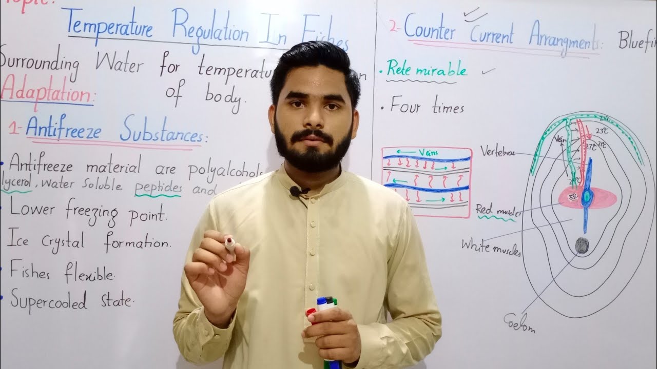 Temperature Regulation In Fishes || Temperature And Body Fluid Regulation || Ch# 07 || BS Zoology