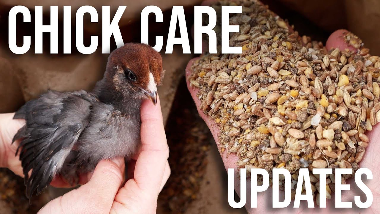 Baby Chick Care Over The Years | What We've Changed & Why (Feed, Bedding, Location & More)