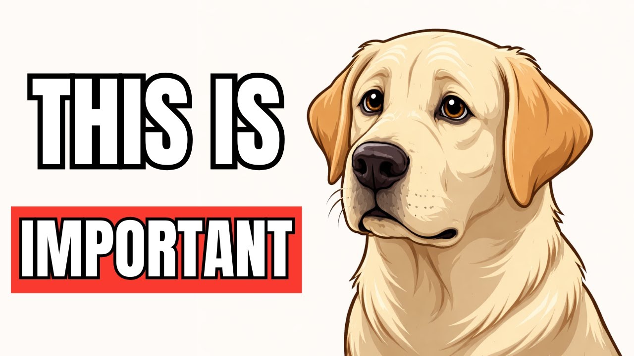6 Silent Ways Your Dog Is Asking for Help 🐶
