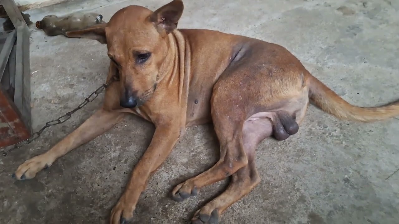 Broni Si Anjing Mujizat dan si Boni pagi ini 11.07.25