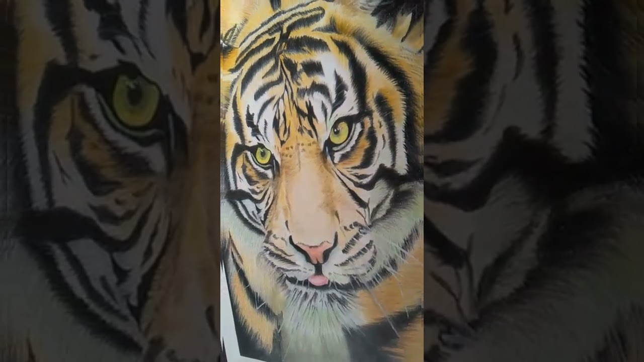 نقاشی ببر 🐅قشنگم با تکنیک مداد رنگی