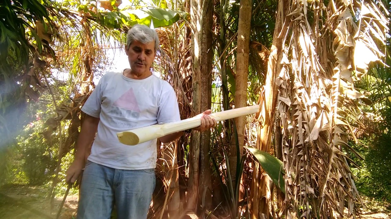 Parte 1 - Como colher palmito pupunha - How to harvest pupunha palm heart Bactris gasipaes