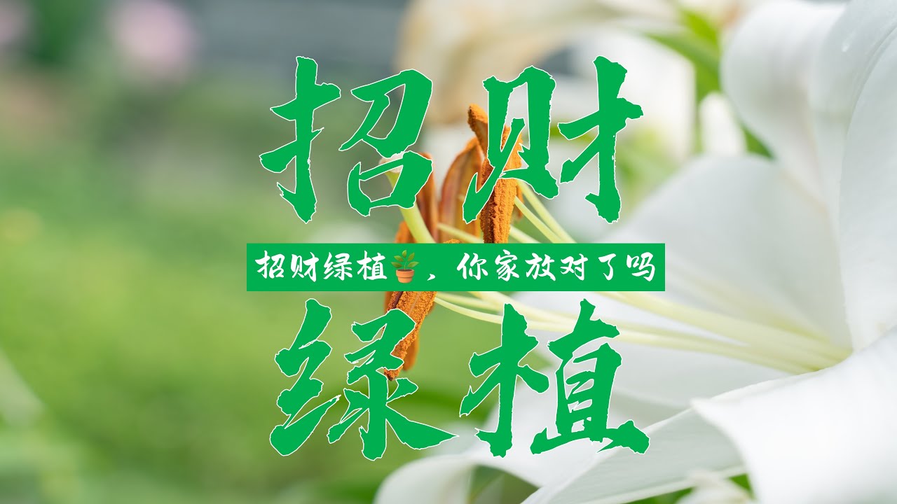招财绿植，你家放对了吗?#风水 #招财绿植
