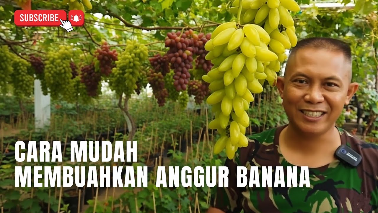 [Tips & Trik] Cara Membuahkan Si Anggur Jepang