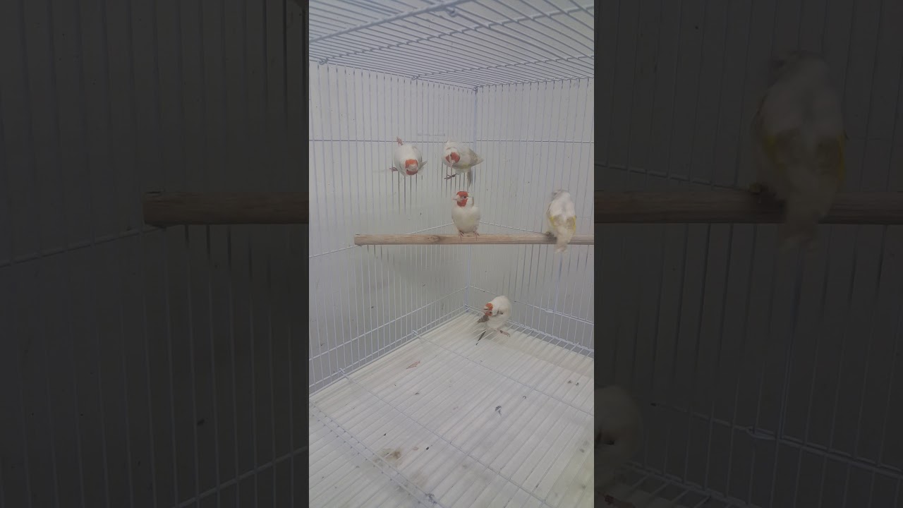 My satinette Siberian goldfinches mutations