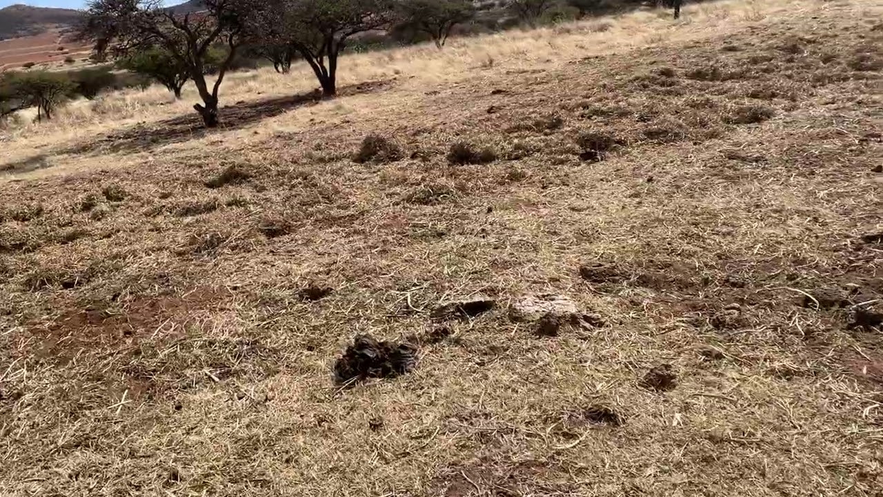 Ya no suben las vacas al cerro