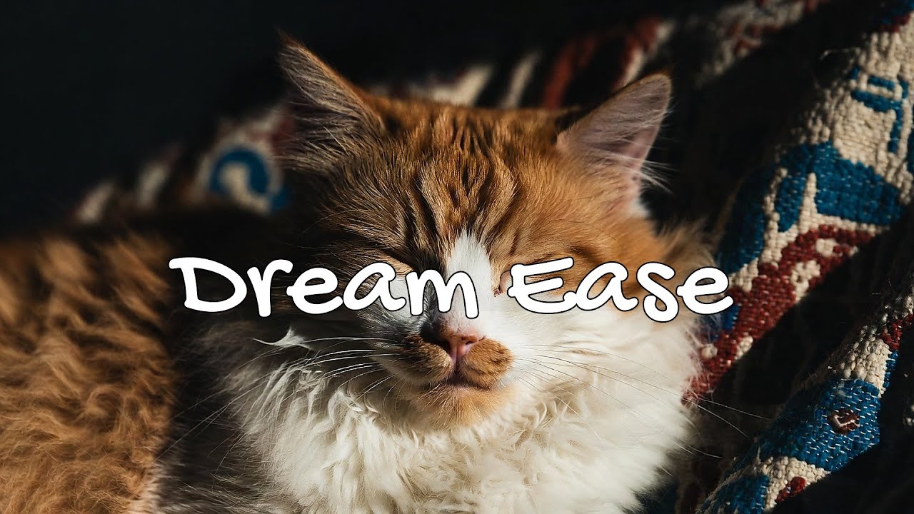 LIVE Cute Kitten Nap Time for Total Relaxation 😌 | Season 6 | No Loop Playlist ✨