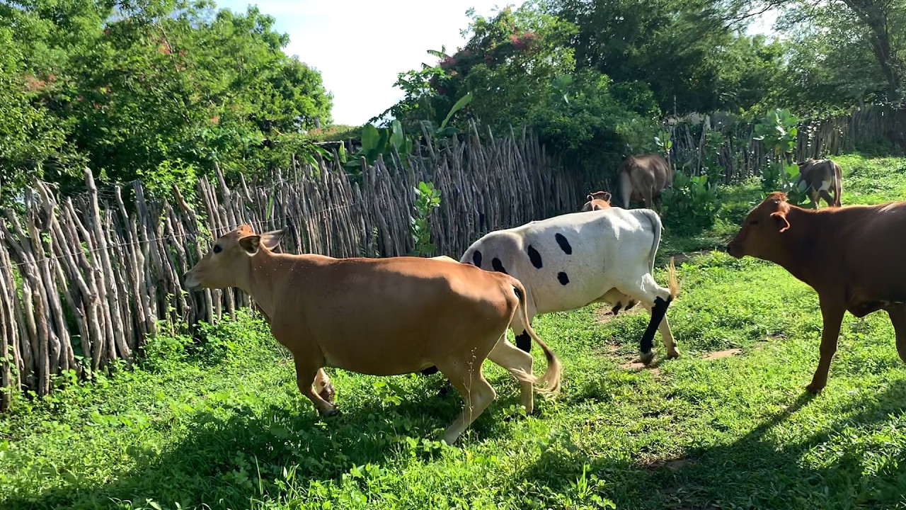 Olha a briga aí! #vidanaroça #vaca #paisagemnatural #guerra #