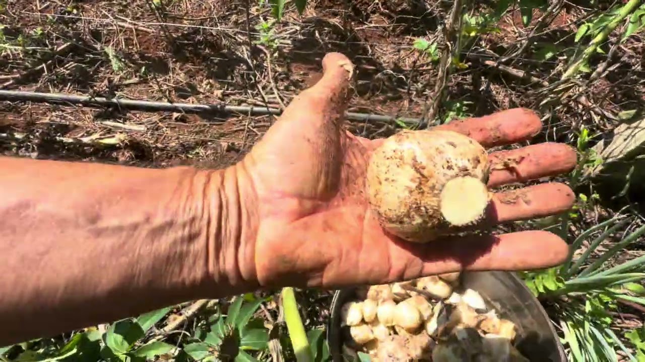 Alho Gigante na Horta 🌱 Hora da Colheita#sitio 