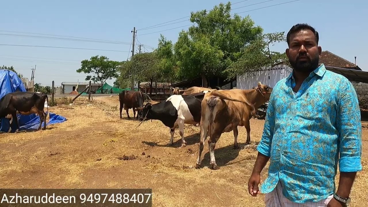 30000 രൂപക്ക് പശുവാങ്ങാൻ ശ്രദ്ധിക്കുക, ഒറ്റ ഫാമിൽ നൂറോളം പശുക്കളെ കണ്ടു പശു വാങ്ങാം പാലക്കാട്‌