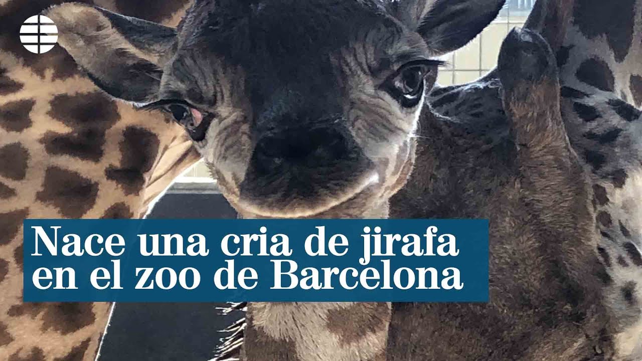 Nace una jirafa en el Zoo de Barcelona