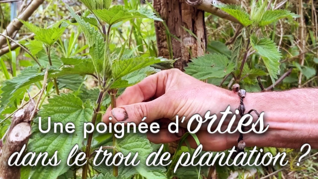 Tomates : Des orties dans le trou de plantation pourquoi ? (+ 2 bonus )