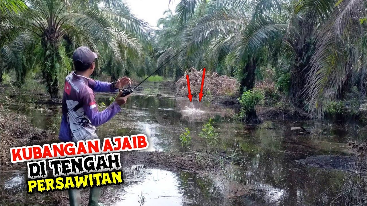 KETEMU KUBANGAN DI DALAM PERSAWITAN IKANNYA GANAS GANAS // KASTIG IKAN GABUS