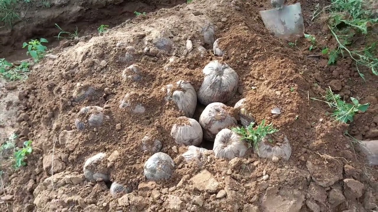 தென்னை விதை தேர்வு மற்றும் பதியம் செய்தல்{coconut seed selection and planting}