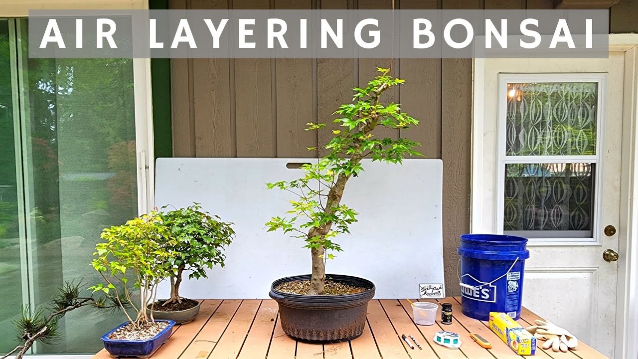 Air layering Bonsai