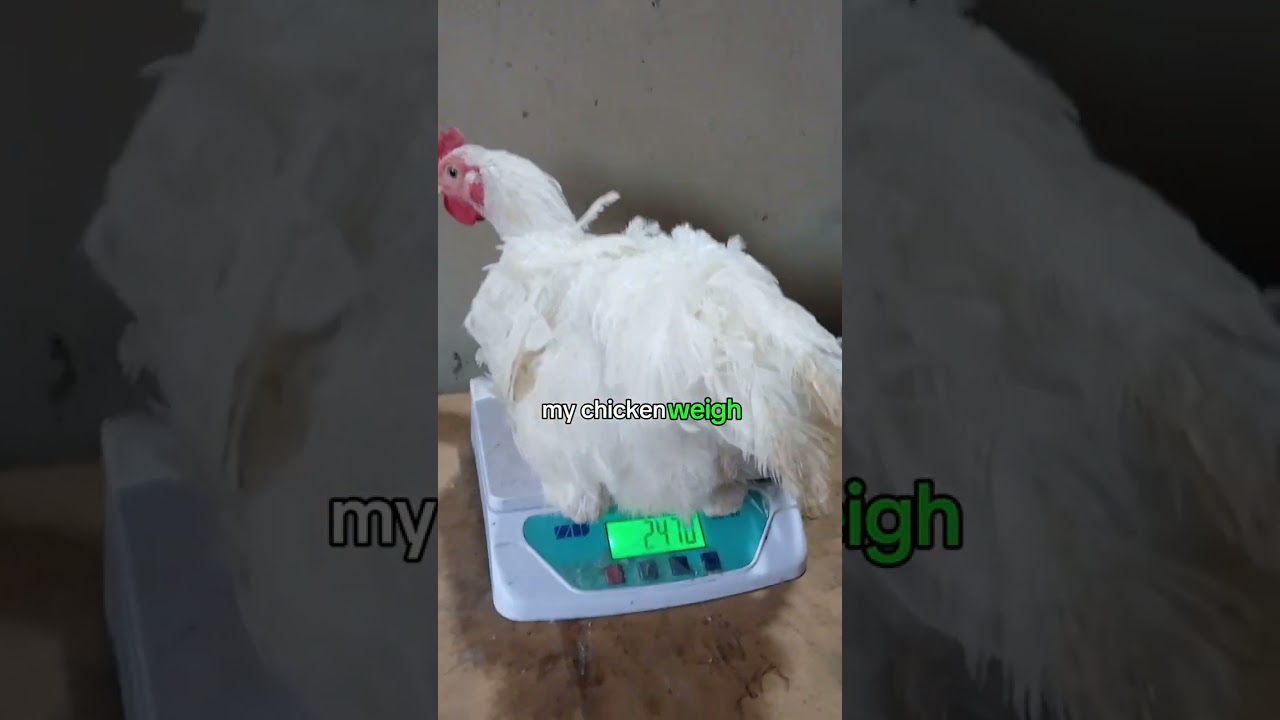 How I Use Black Soldier Fly Larvae to Feed my Chicken Catalogue link in the description