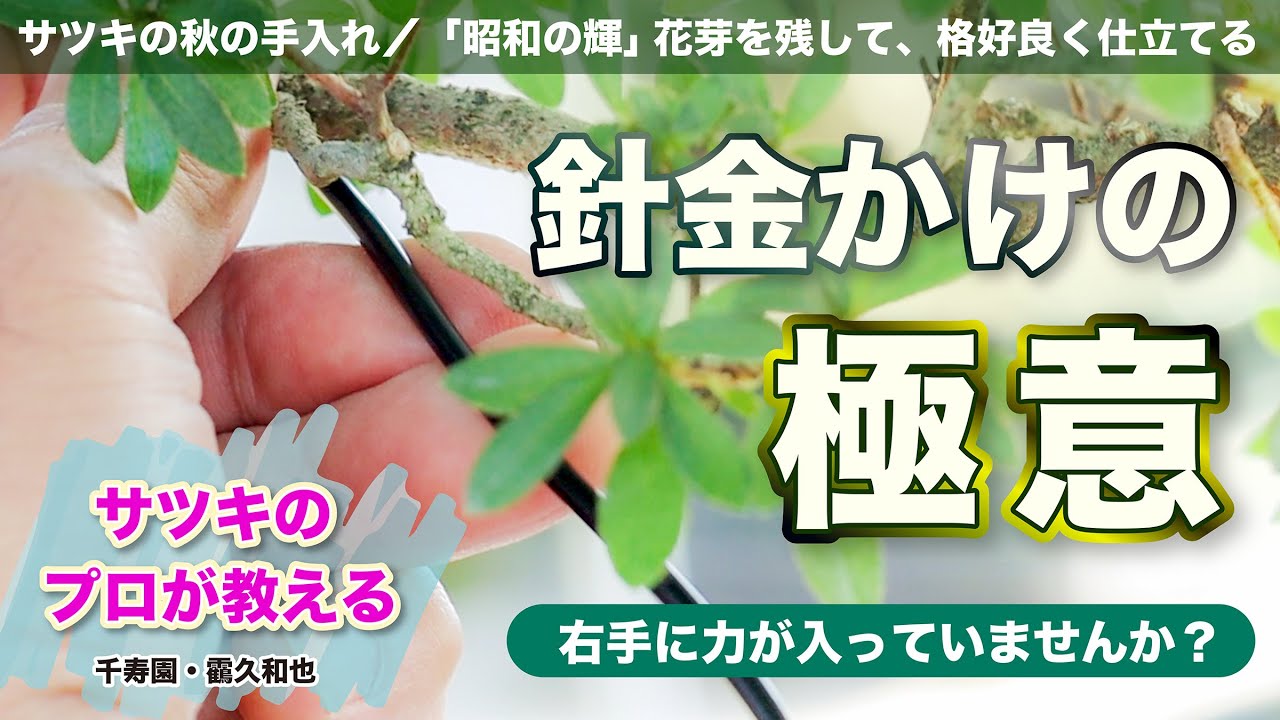 サツキのプロが教える　針金かけの極意　千寿園・靍久和也