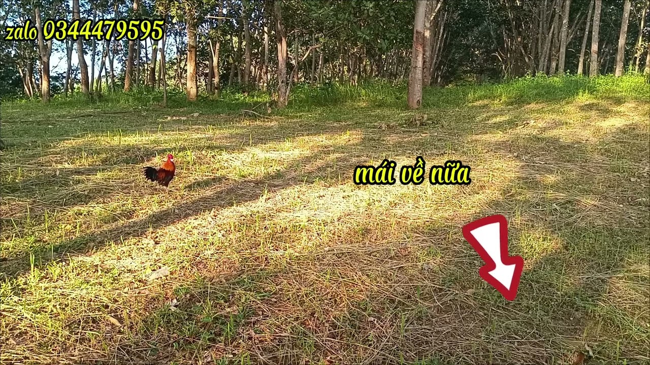 Bẫy gà rừng ngày 15/11/2025
