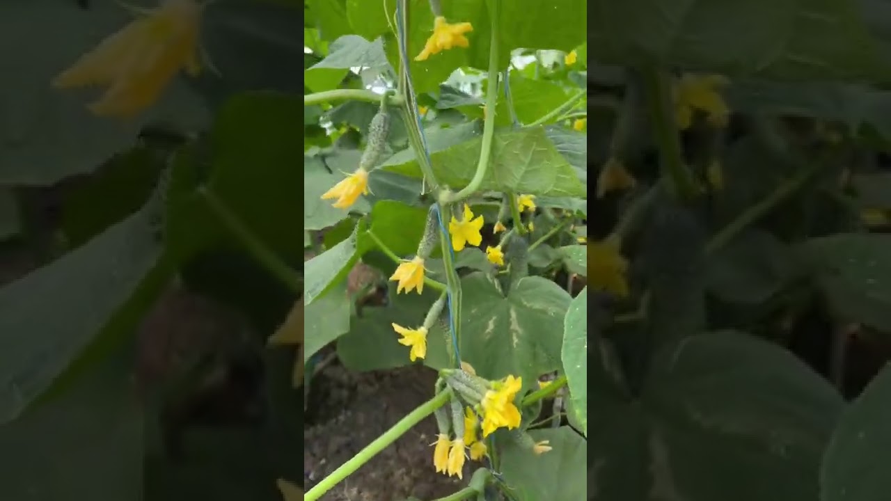 Castraveti cornichon, Mirabelle F1 ✅