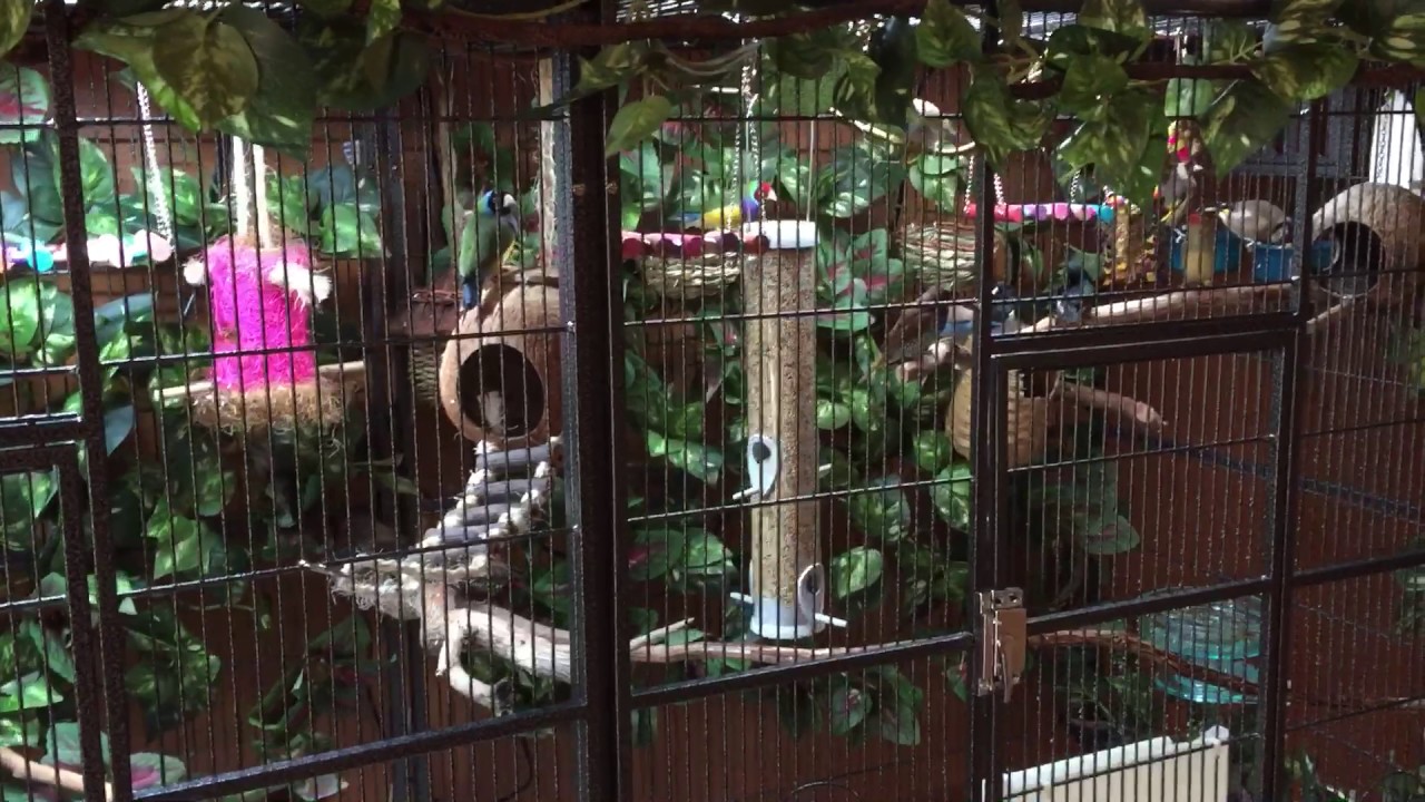 Finch Cage Set Up