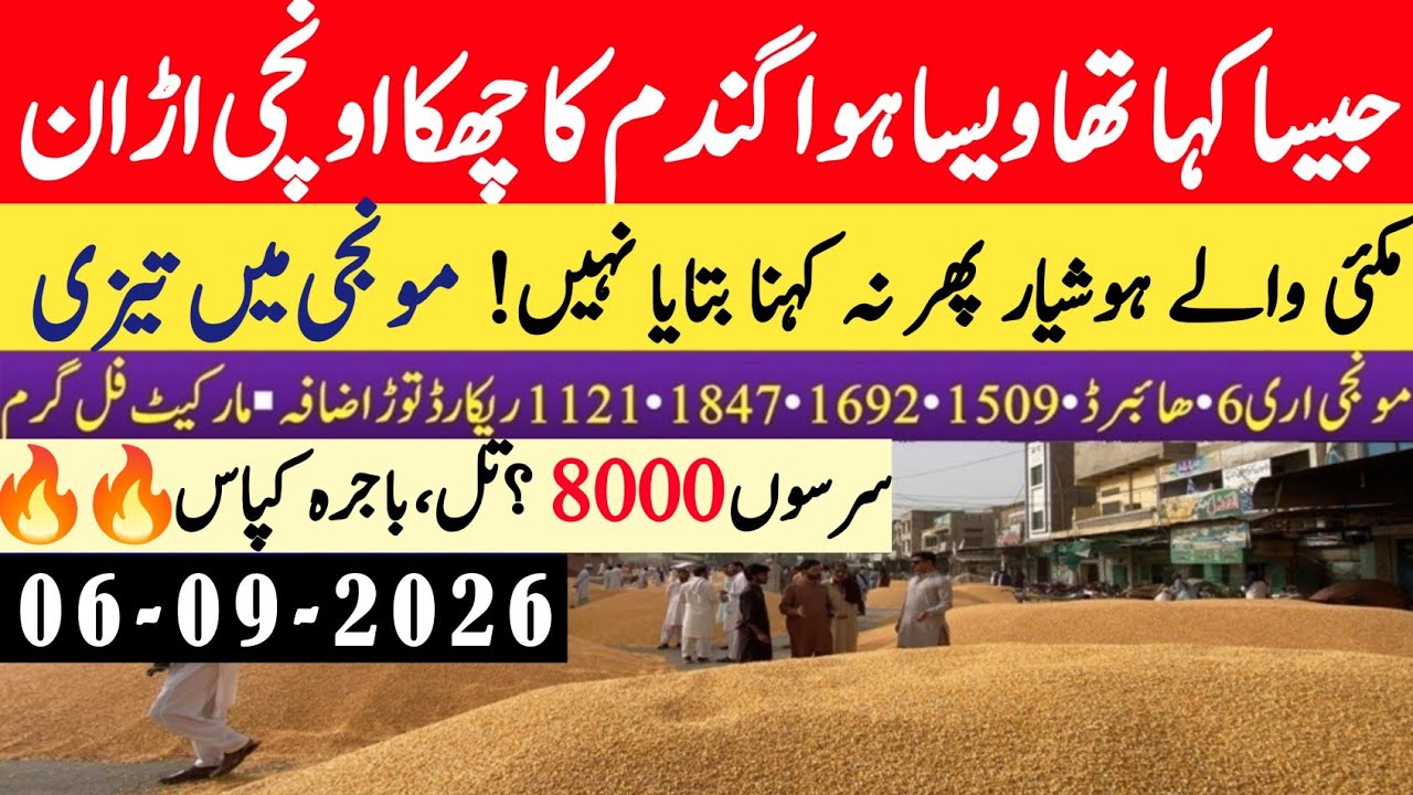 Today Wheat Price in Punjab 😲/Gundam kay Rates Today 2026/munji makki till sarso/Galla mandi rate 