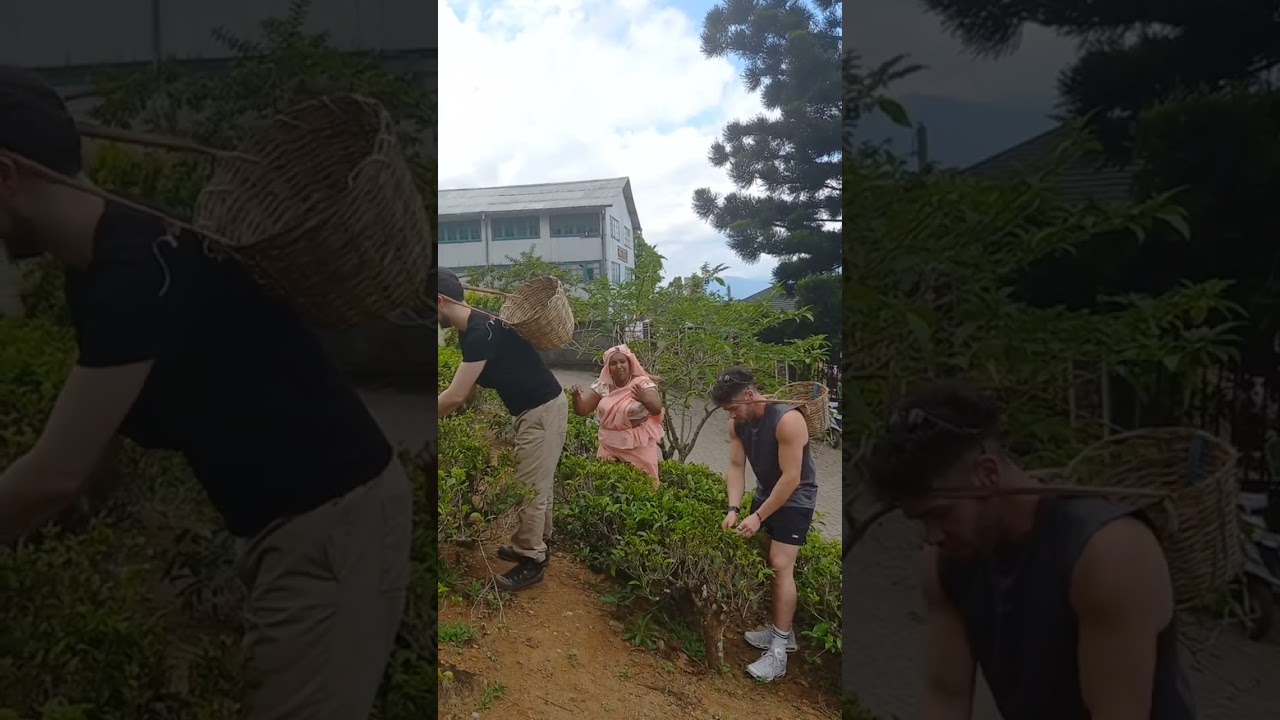 Training to pick Tea #shortsvideo #ceylontea #trainjourney