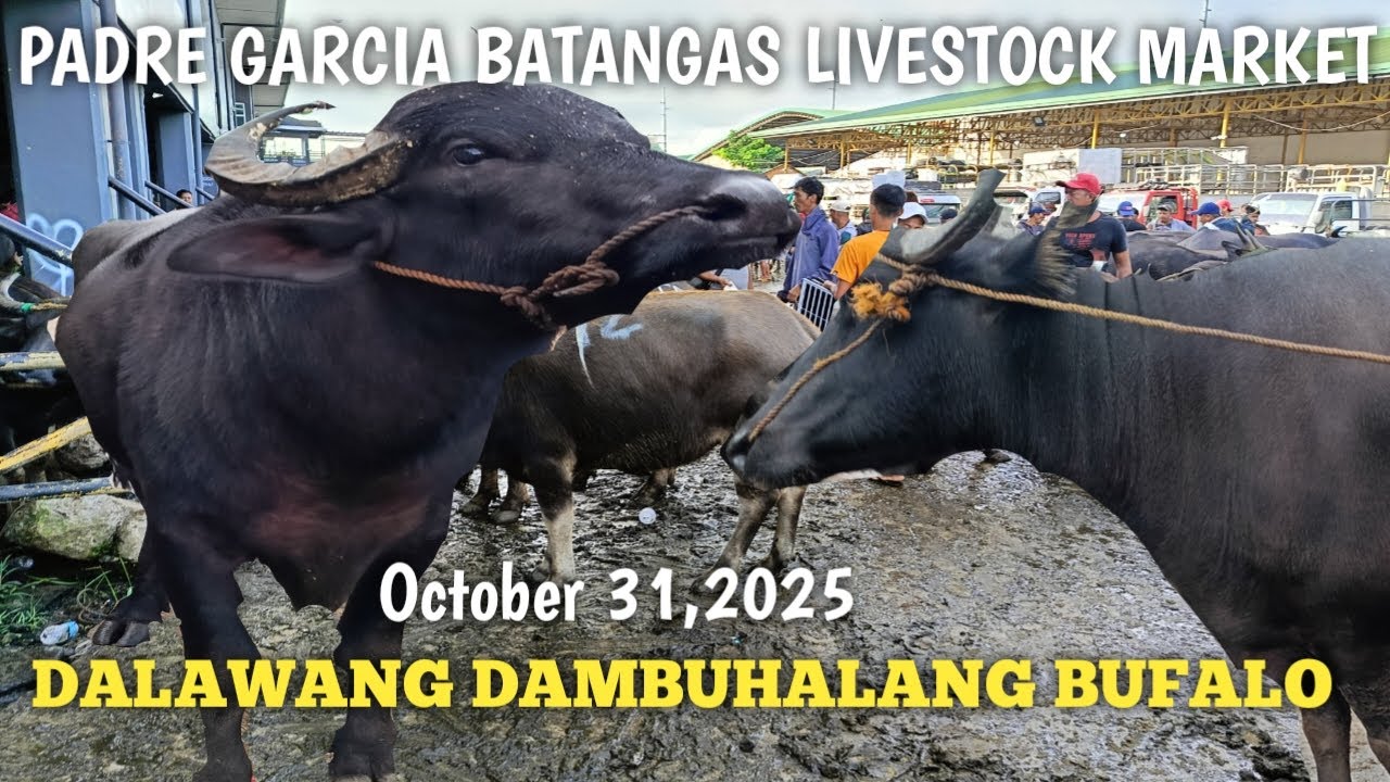 Huling Araw ng Octobre Dagsa ang mga Kalabaw!