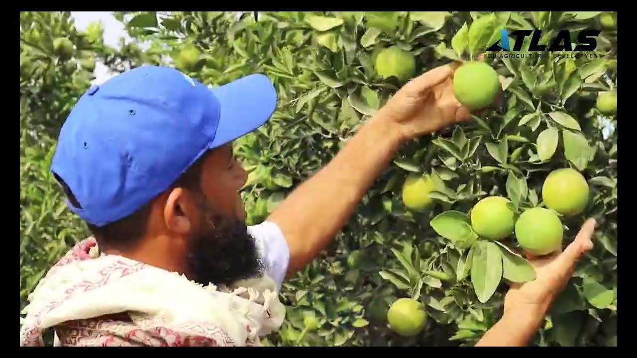 الحل الشامل للتحجيم والنمو والمكافحة… شوف النتيجة بنفسك!