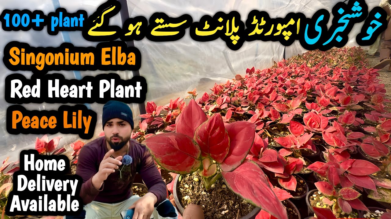 Important plant Nursery Cheapest Plant Nursery in Karachi Near Babar Market 🌿 Wholesale Prices!