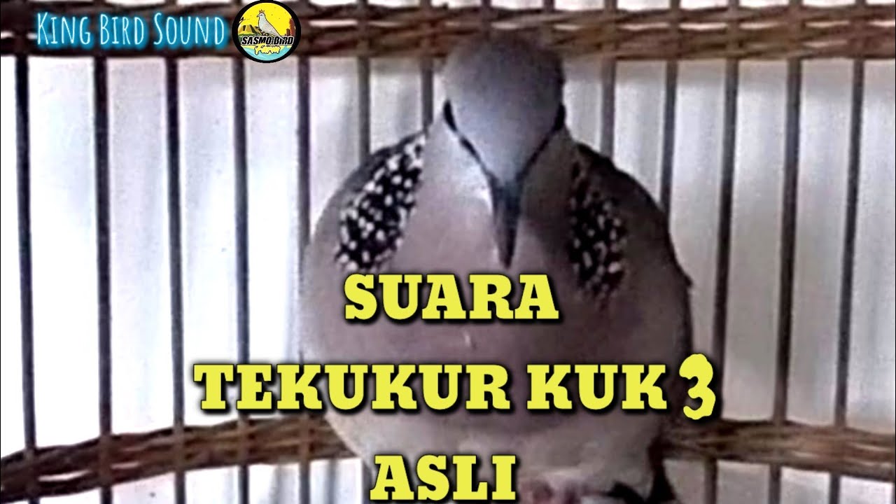 Burung Tekukur Kuk 3 Pembawa Hoki NYATA!!!