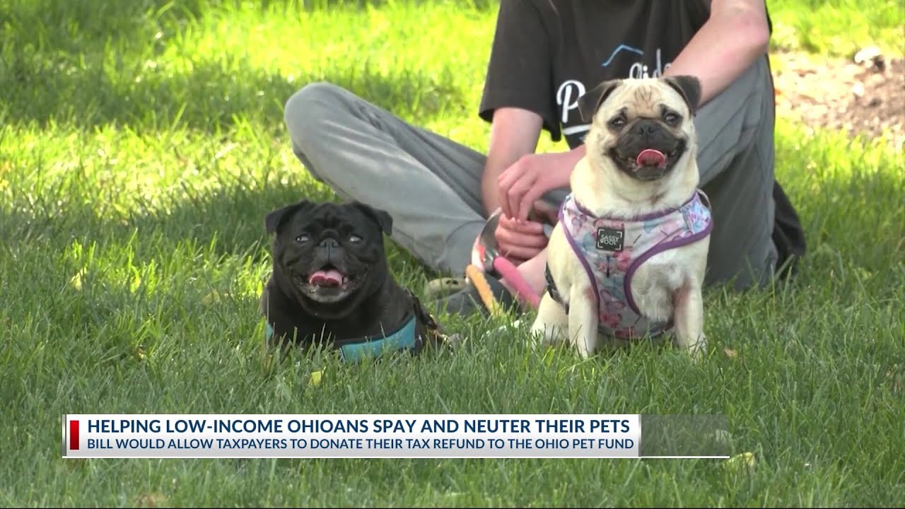 New bill would aid Ohioans with spay, neuter costs