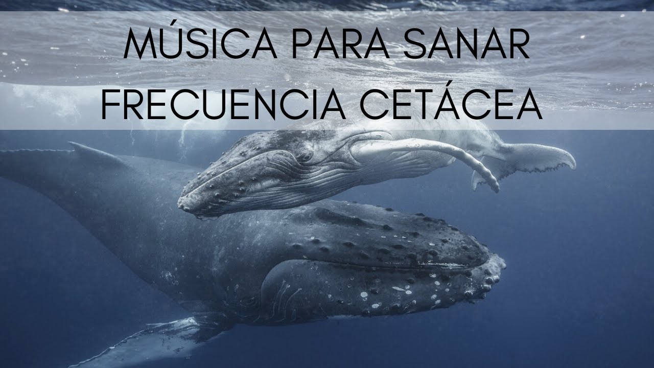 Música para Sanar - Canto de Ballenas - Frecuencia Cetácea (432 Hz)