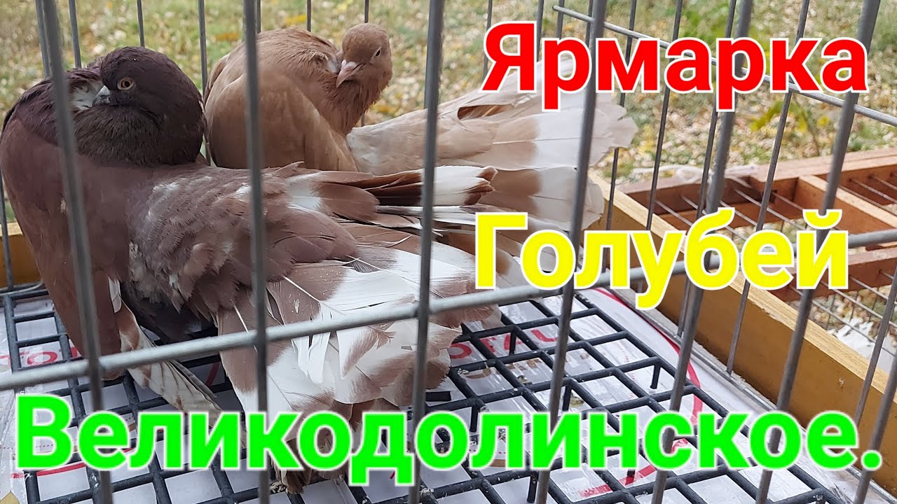 Ярмарка голубей Великодолинское. Голуби и декоративная птица. Кролики. Одесская область. Аккаржа.