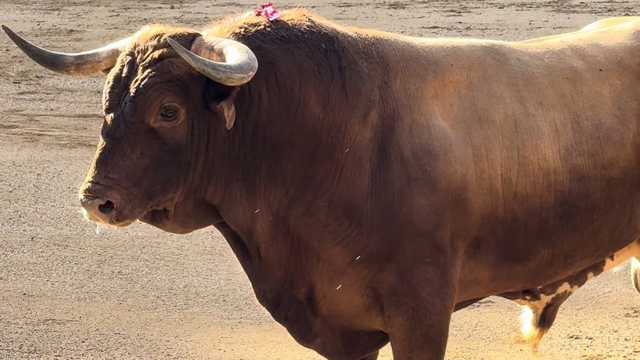 Salida 1º toro de ARAÚZ DE ROBLES: 