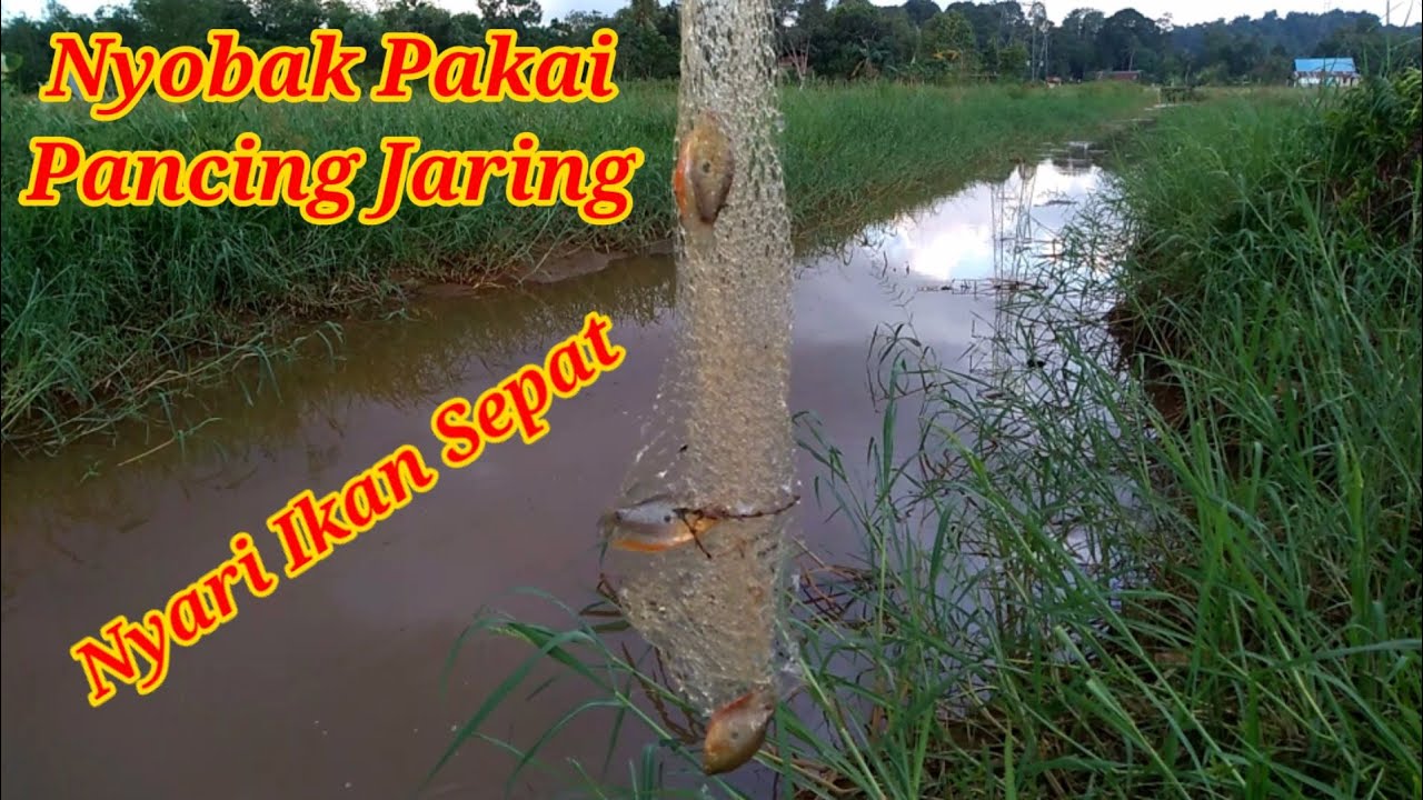 Nyobak Pakai Pancing Jaring || Berburu Ikan Sepat || Mancing Liar