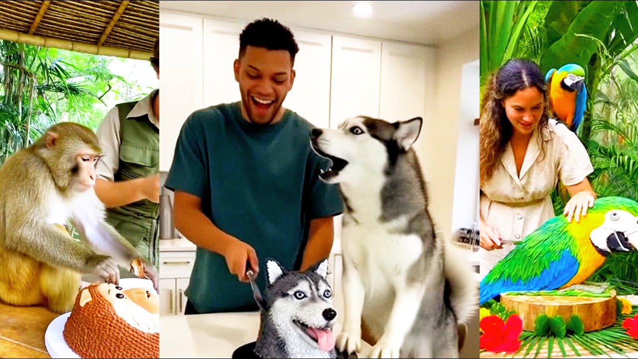 Animals cake prank 🍰😳 (The animal's Reaction 😨 Become Hilarious Compilation)