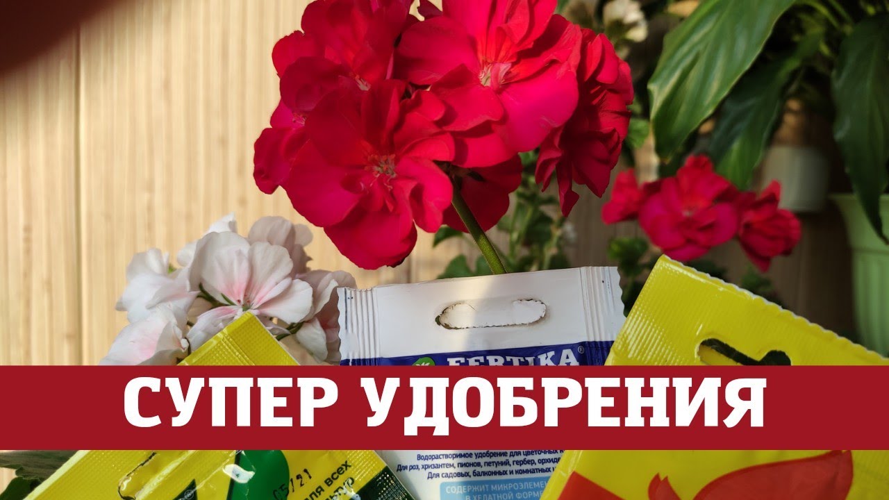 Четыре лучших удобрений для герани